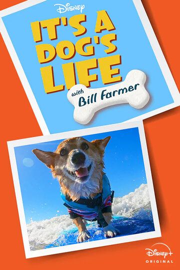 It's A Dog's Life
