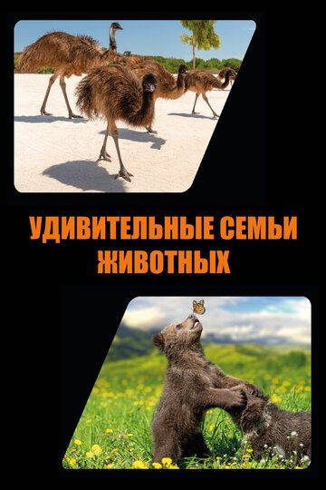 Удивительные семьи животных