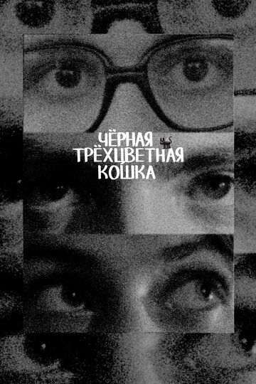 Чёрная трёхцветная кошка