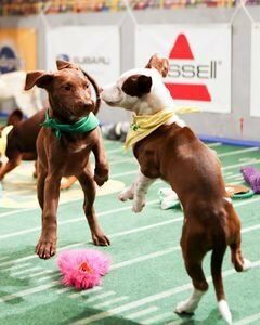 Постер фильма «Puppy Bowl XI»