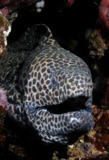 Honey Comb