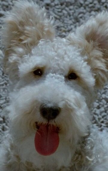 Snubby
