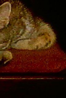 Tariq Richards