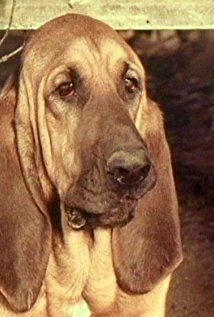 Rufus