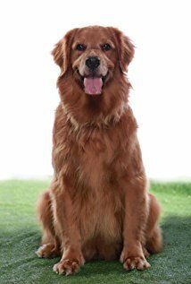 Serena the Wonder Dog